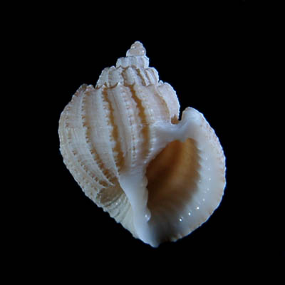 Trigonostoma obliquata