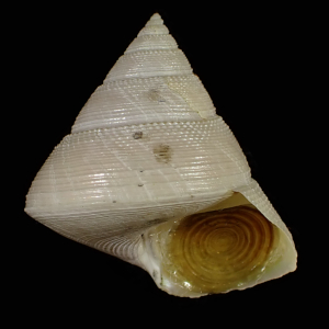 Calliostoma akoya