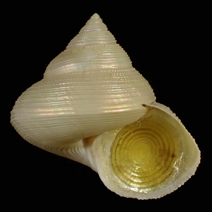 Calliostoma akoya