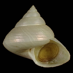 Calliostoma akoya