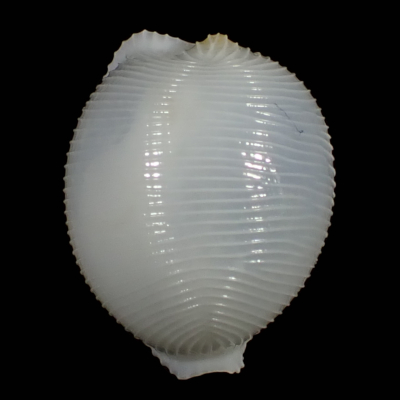 Robertotrivia kiiensis