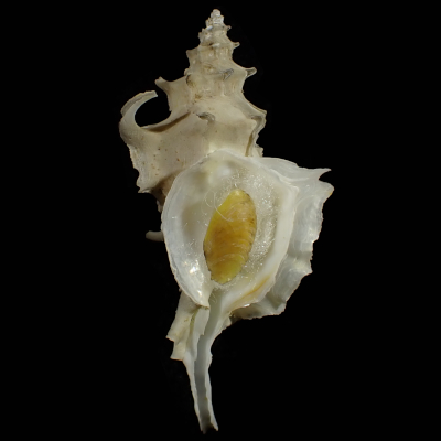 Nipponotrophon gorgon