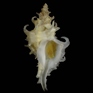 Nipponotrophon echinus