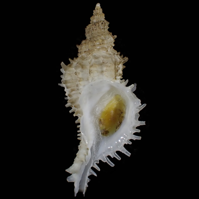 Nipponotrophon sp