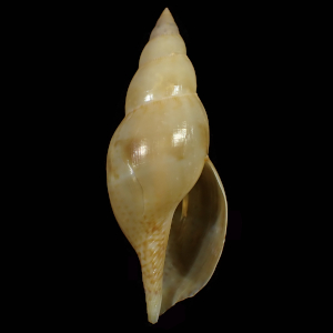 Daphnella itonis