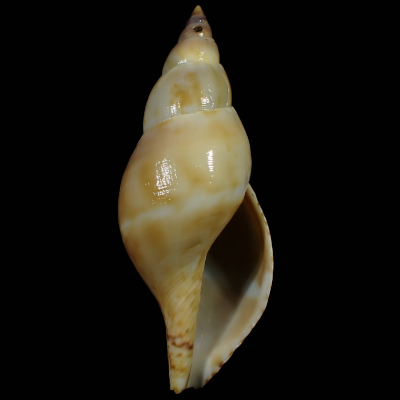 Daphnella itonis