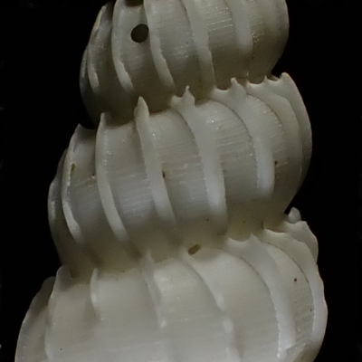 Epitonium eusculptum