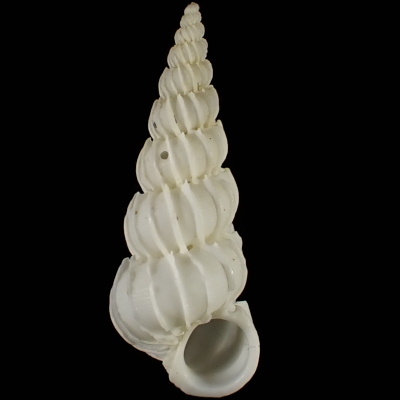 Epitonium eusculptum