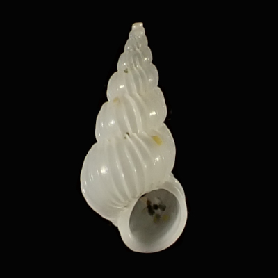 Epitonium vigintifoliatum