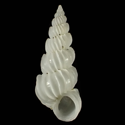 Epitonium sp
