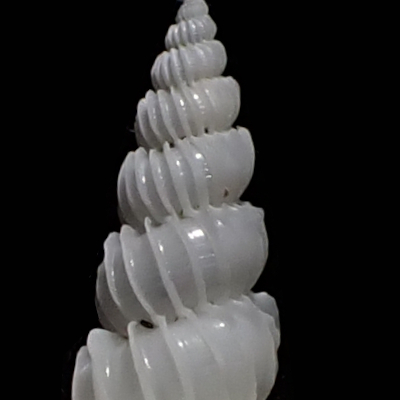 Epitonium sp