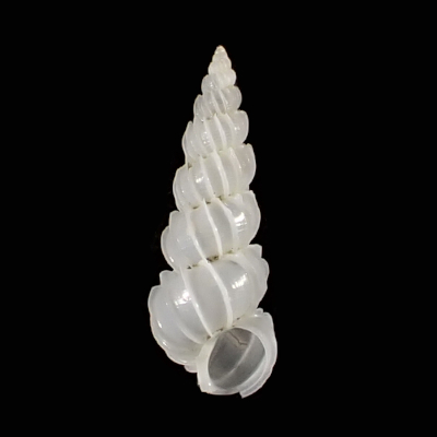 Epitonium sp