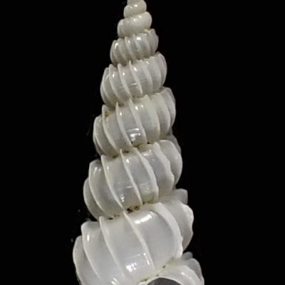 Epitonium sp