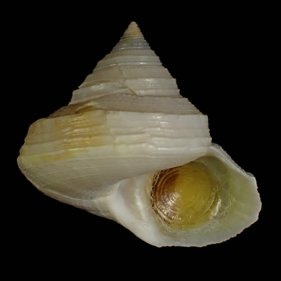 Calliostoma consors