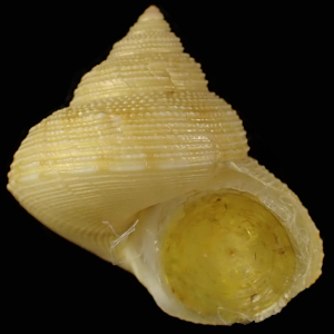 Calliostoma problematicus
