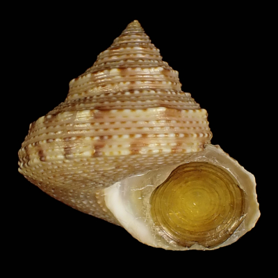 Calliostoma consors