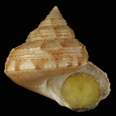 Calliostoma consors