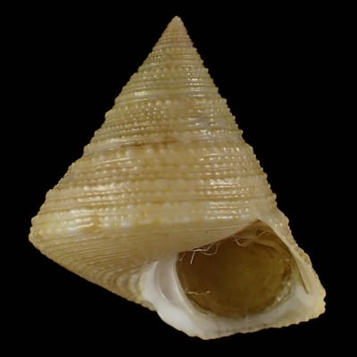 Calliostoma consors