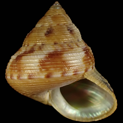 Calliostoma unicum