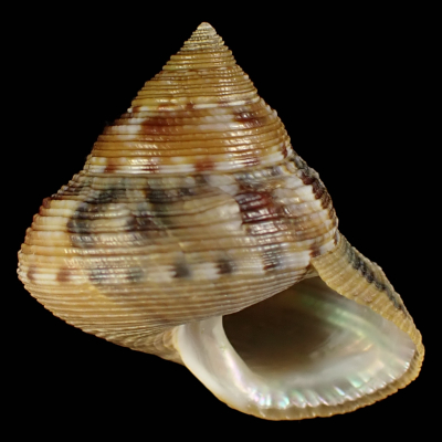 Calliostoma unicum