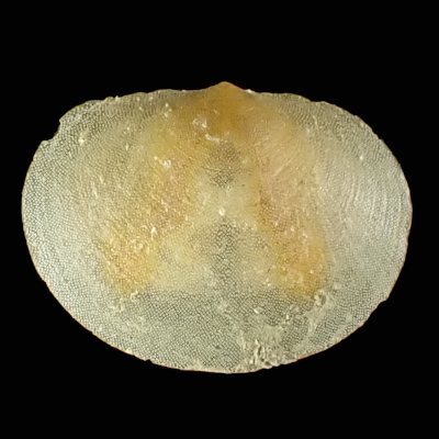 Anomia sp �i�~�}�K�V���ߎ���
