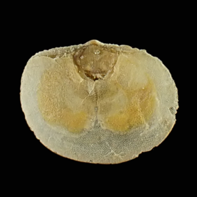 Anomia sp �i�~�}�K�V���ߎ���