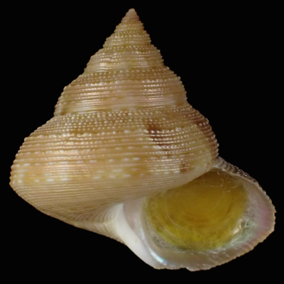 Calliostoma levibasis
