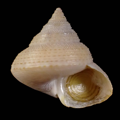 Calliostoma levibasis