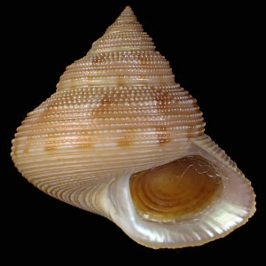 Calliostoma iwamotoi