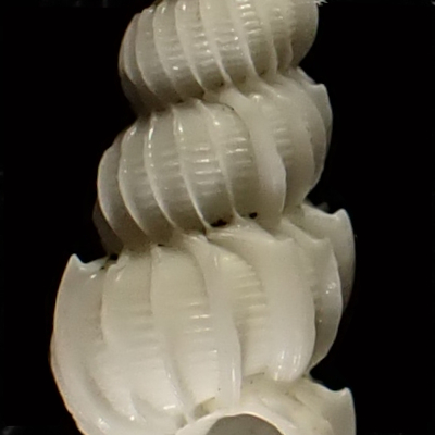 Epitonium eximiellum