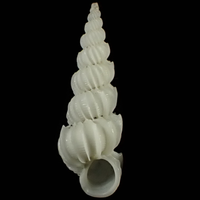 Epitonium eximiellum
