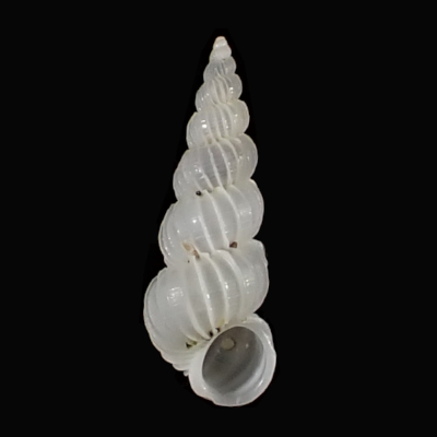 Epitonium sp