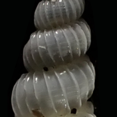 Epitonium sp