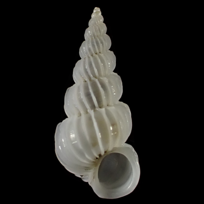 Epitonium sp