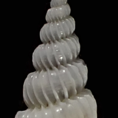 Epitonium sp