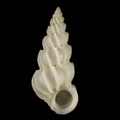 Epitonium aculeatum