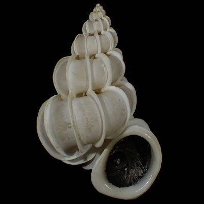 Epitonium scalare