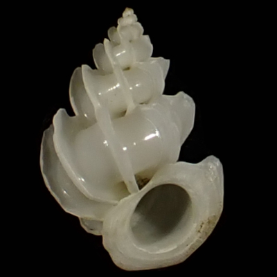 Epitonium replicatum