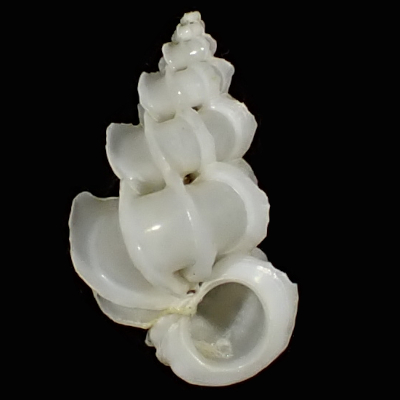 Epitonium replicatum