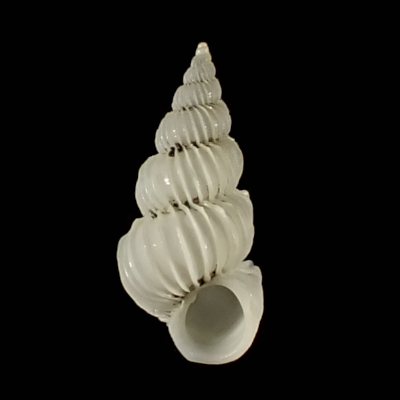 Epitonium vigintifoliatum