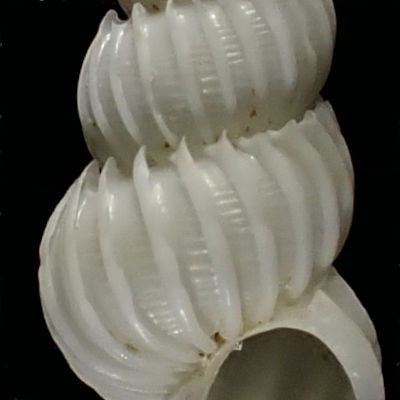 Epitonium eximium