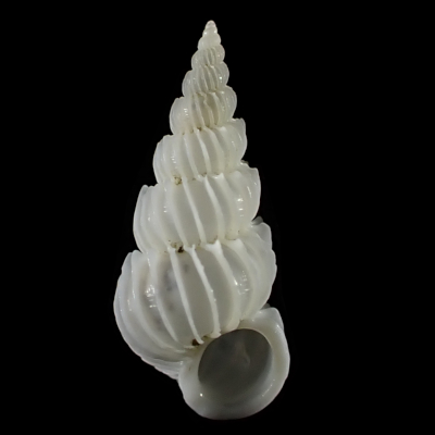 Epitonium sp