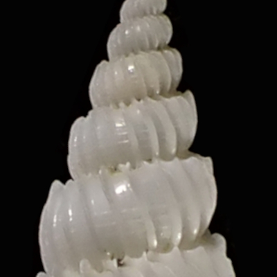 Epitonium sp