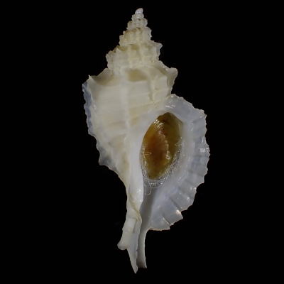 Nipponotrophon shingoi