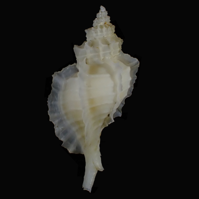 Nipponotrophon shingoi