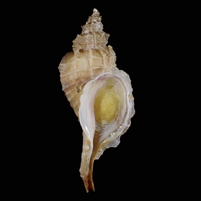 Nipponotrophon shingoi