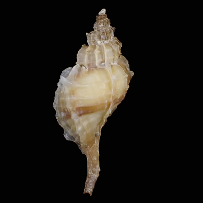 Nipponotrophon shingoi