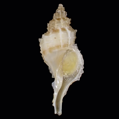 Nipponotrophon shingoi