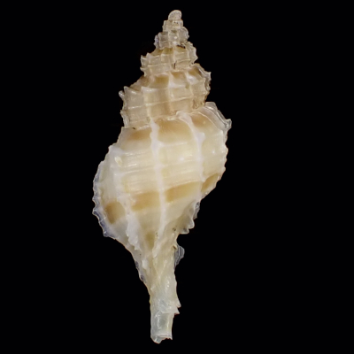 Nipponotrophon shingoi