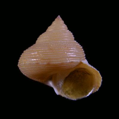 Calliostoma 
problematicus